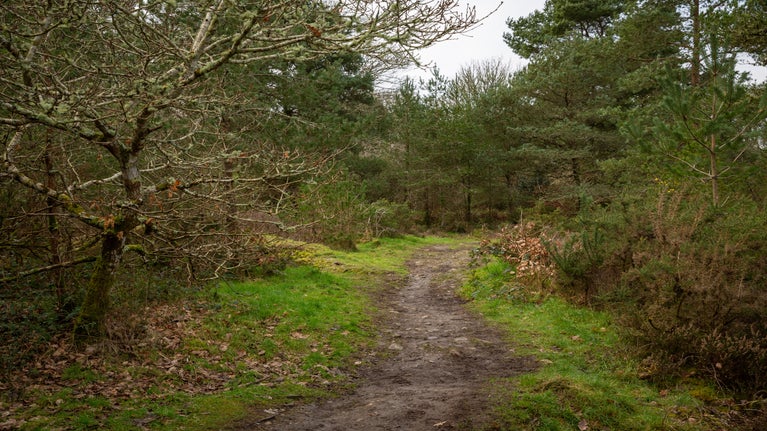Diverse countryside on the estate at Godolphin, Cornwall